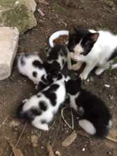 feral mama cat and kittens in Campina