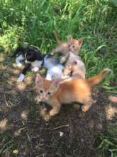 abandoned kittens in Campina.  Let's help them