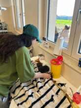 Cats in surgery recovery at Center of Hope