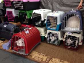 cats waiting for spay/neuter