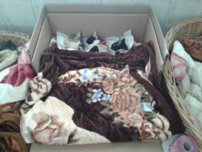 kitties in Tecuci spayathon