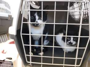 cats from the village come in for spays at Center