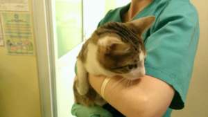Craiova receives many cats each month