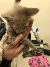 Hero rescued from the fire