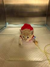 Hero in the oxygen chamber