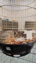 kitty brought in a bird cage