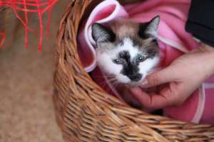 spayathon in process, photo Doina Vella