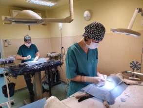 animals operated under the best conditions