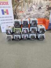Cat Spayathon at COH