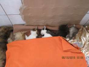 cat spay neuter in December, Ramnicu Sarat