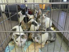 group of cats from Focsani waiting for spay
