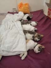 kitties recovering after spay surgery