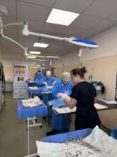 Spayathon at Center of Hope