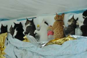 Cat spay project September in Lipia, Snagov