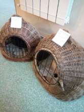 cats awaiting spaying at Family Vet clinic, Craiov