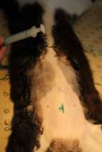 green ink scratch insures animals are spayed