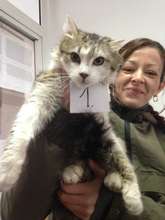 Vatra Dornei cat spay