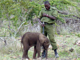 Save Kenyan Elephants with 300km of Firebreaks