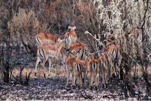 Impalas