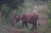 Save Kenyan Elephants with 300km of Firebreaks