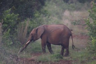 Save Kenyan Elephants with 300km of Firebreaks