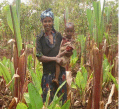 Enset seedling beneficiary