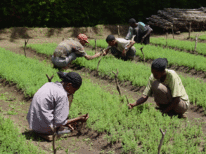 Vegetable Gardening