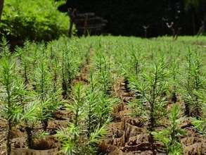 Seedlings for distribution