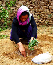 Determined to preserve Herbal Garden