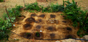 Herbal Garden at the end of camp