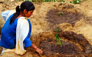 Initiating herbal Garden in School