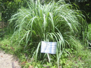 Lemon Grass grown in Herbal Garden by students