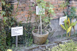 Tagging for recognizing Herbal Plants