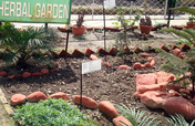 Herbal Garden Education for Students In Nepal