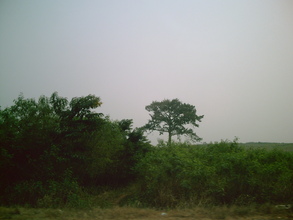 Photo 3-- clearing land