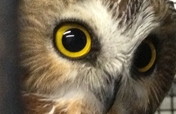 Provide New Larger Habitats for Education Owls