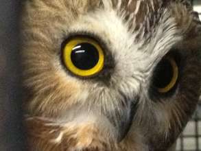 Provide New Larger Habitats for Education Owls