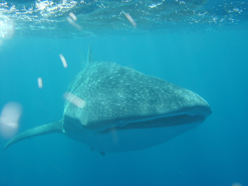 Whale Shark. Pic: Suzy Quasnichka