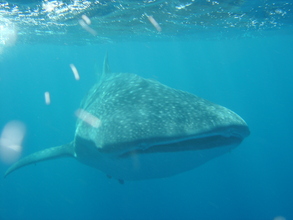 Whale Shark. Pic: Suzy Quasnichka