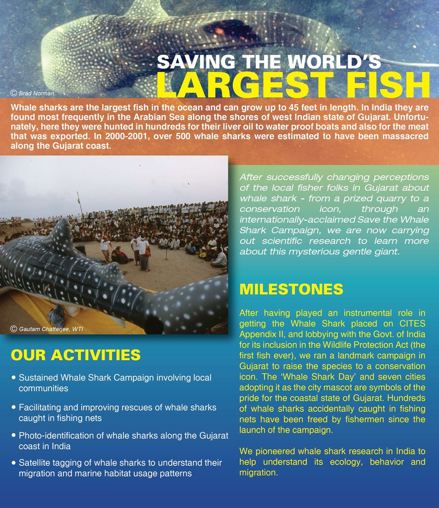 Donate a camera to save a whale shark in India