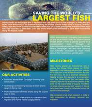 Saving the World's Largest Fish