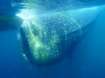 Donate a camera to save a whale shark in India