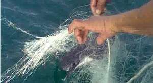 Trapped whale shark pup being released