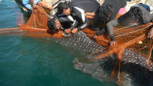 WTI biologist Prem Jyoti tagging the whale shark