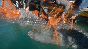 Satellite tag attached to whale shark's dorsal fin