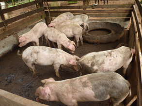 Some of the pigs Angelica's family raises