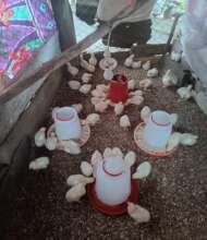 Josefinas chicken farm