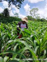 Josefinas corn plantation