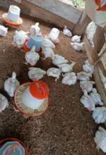 Josefina showing more chickens