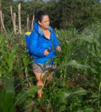 Heydi taking good care of her corn plantation